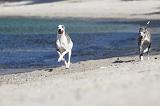 WHIPPET 189